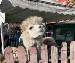 -萌宠亲子动物乐园(槐房万达店)