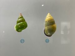 -青岛贝壳博物馆