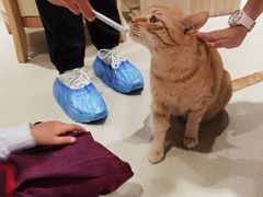 -藏猫猫咖啡主题馆(中央大道店)