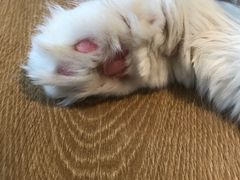 -猫腻·猫咖·撸猫馆(星光大道店)