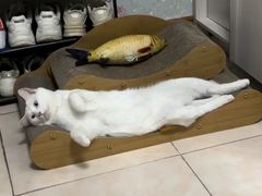 -中农国际动物医院24小时·猫科·骨科·急重症中心