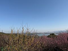 -香雪海