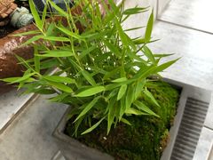 -無邪日式甜品(世博源店)