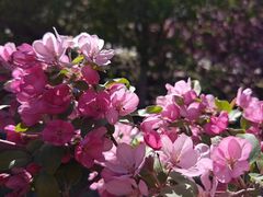 -海棠花溪(元大都城垣遗址公园)