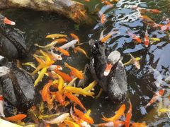 -海南槟榔谷黎苗文化旅游区