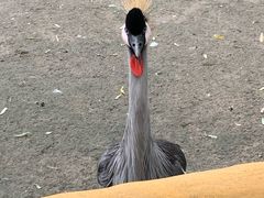 -哈尔滨北方森林动物园