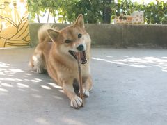 -柴犬高等学院·狗咖·柴犬售卖·宠物训练