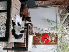 -喵屿·大理花园猫咖