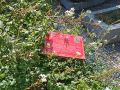 -广西壮族自治区药用植物园