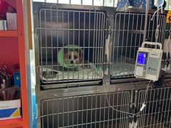 -瑞派福兴宠物医院犬猫全科·骨科·中西医结合(河东店)