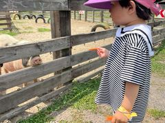 -田园东方蜜桃村的田野营地