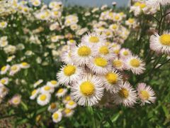 -春花秋色城市公园