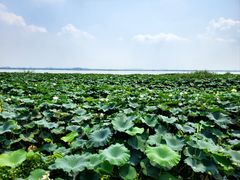-七的湖·晚芳亭·阳澄湖农家菜·大闸蟹(莲花岛店)