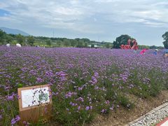 -西京湾花海