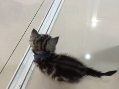 -鼓捣猫呢主题猫咖店