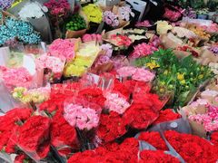 -曲阳花鸟市场(曲阳路店)