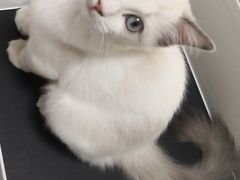 -糯米喵星人总部直营旗舰店·猫舍·幼猫出售
