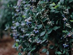 -金谷域澳洲庄园