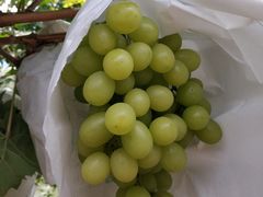 -马陆小张葡萄园农家乐