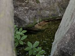 -牛背梁国家森林公园