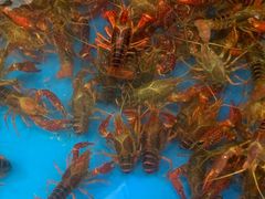 -北海港酒楼 海鲜代加工 粤菜(淡村商贸城店)