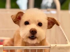 -BABYDOG宝贝狗宠物乐园(欧洲城店)