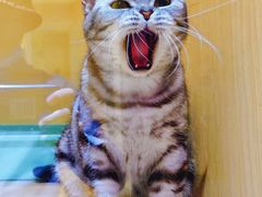 -Pets First伊珊娜洗护·精致美容·家庭式寄养(新会路店)
