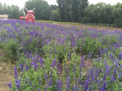 -北京东方普罗旺斯薰衣草庄园