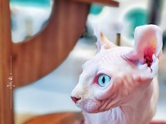 -飞行喵MR PILOT|猫舍·猫咖(静安大融城店)