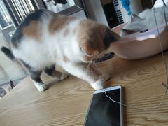 -猫咪咖啡店(新城大街店)