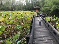 -合肥三国新城遗址公园