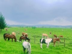 -塞罕坝国家级自然保护区