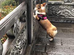-三峡梯城