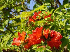 -西双版纳原始森林公园