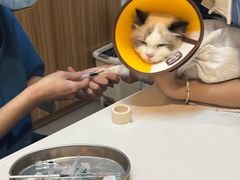 -御宝贝·A梦猫科宠物医院(国际猫友好医院)