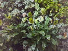 -Peet's Coffee皮爷咖啡(德基店)