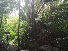 -呀诺达热带雨林