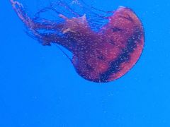 -上海海洋水族馆
