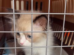 -艾贝尔宠物医院·狂犬免疫点(江山金象城店)