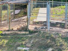 -青藏高原野生动物园