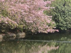 -棠湖公园