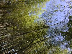 iphone_upload_pic-西湖风景区十里琅珰-五云山