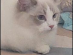 -猫大福·Fortune Cat猫舍(百子湾店)