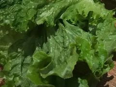 拌菜-比尔森韩式烤肉自助(绿园店)