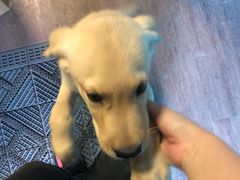 -翡翠森林宠物火化殡葬(通州店)