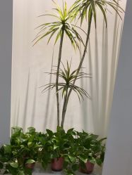 -VE专注问题肌·赛诺龙&科学美肤中心