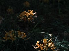 -杭州植物园