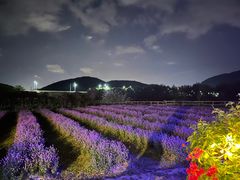 -亚龙湾国际玫瑰谷