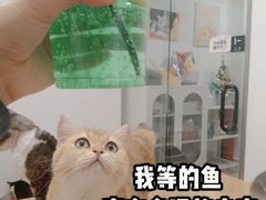 -有喵·猫咖·狗咖·30几只猫10只小狗(岗厦店)