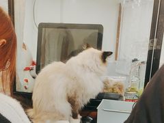 -共舞时光猫咖·狗咖(新街口店)
